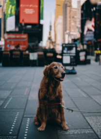 A golden retriever sitting and looking to the right; there are buildings and a red billboard in the background